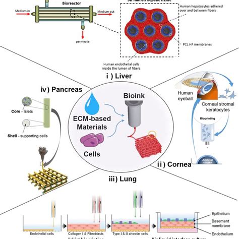 Applications Of Tissue Engineering Based On 3D Bioprinting I