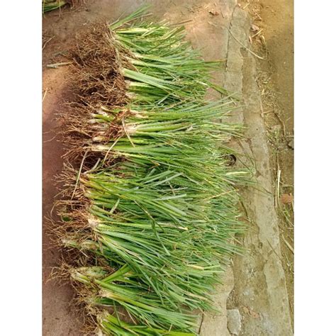 Jual Pusat Rumput Vetiver Bibit Rumput Vetiver Akar Wangi Penjaga Erosi