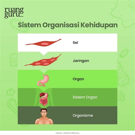 Apa Itu Sel Kenali Jenis Strukturnya Yuk Biologi Kelas