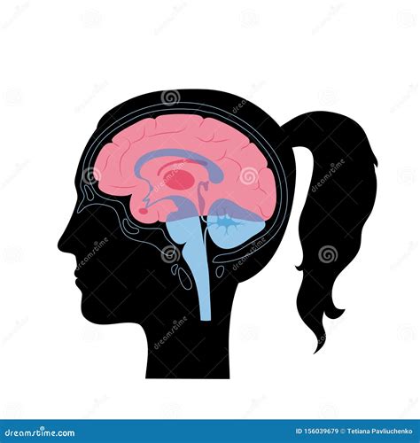 Vector Illustration Of Woman Brain Anatomy Stock Vector Illustration