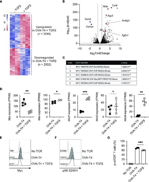 TGFb Impedes The Myc Dependent Transcriptome OT I TCR Transgenic T