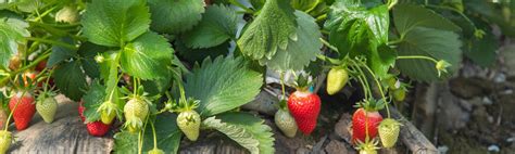 Fraisier Vari T S De Fraisier Savoureux Planter Au Jardin Ou En Pot