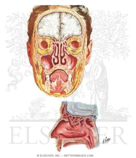 Nasal Sinus Labeling Diagram Quizlet