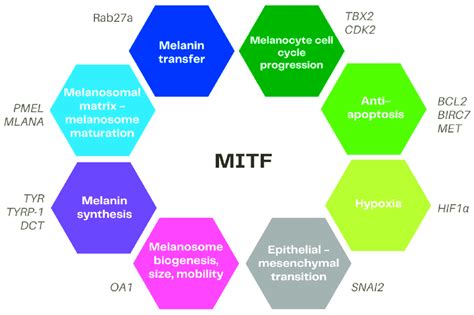 Overview Of The Main Targets Of Mitf Mitf Microphthalmia Associated