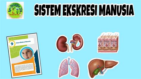 Sistem Ekskresi Manusia Part 1 Kelas 8 Youtube