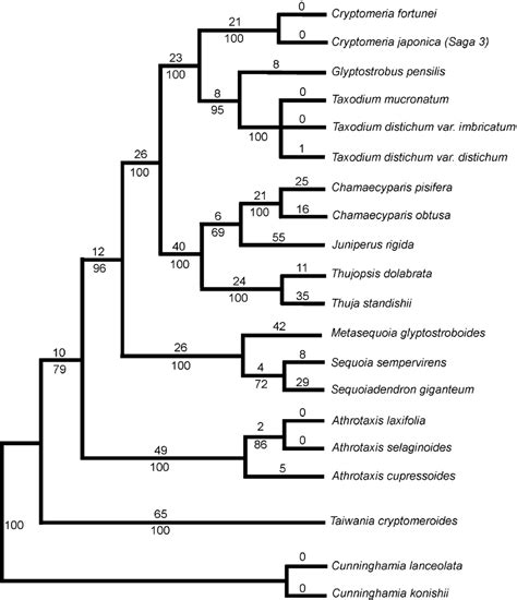 Most Parsimonious Tree For Genera Of The Taxodiaceae And Cupressaceae