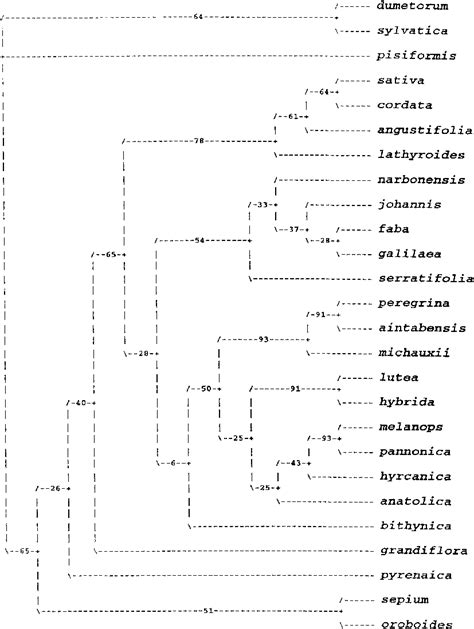 A Single Most Parsimonious Tree Produced By The Cladistic Analysis Of A Download Scientific