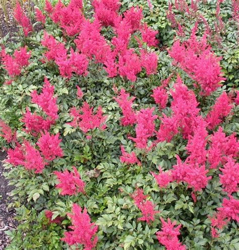 Astilbe Japonica Gruppe Montgomery Prachtspiere Gartenpflanzen Daepp