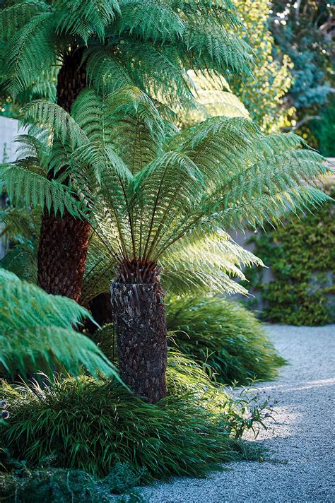 Tree fern: everything you need to know to grow a tree fern - Gardens Illustrated