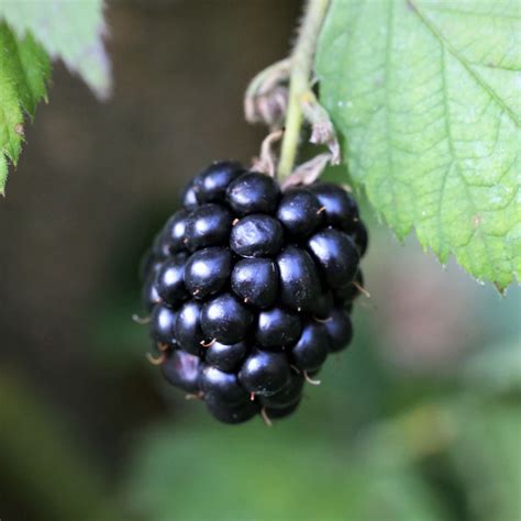 'Adrienne' Blackberry Plant – Roots Plants