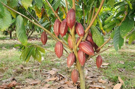 Benefician Producción De Cacao En Valle Del Cauca • Periódico El