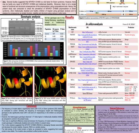 Folate Metabolism Pathway Dhfr Dihydrofolate Reductase Fthfs Formyl