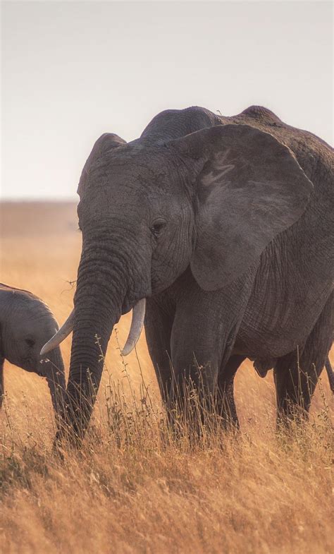 Baby Elephant Iphone Wallpapers Top Free Baby Elephant Iphone