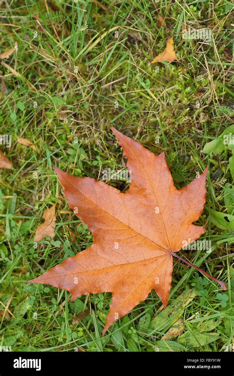 maple leaf stock photo alamy