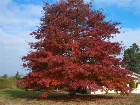 Stejar Rosu Quercus Rubra 80 100 Cm