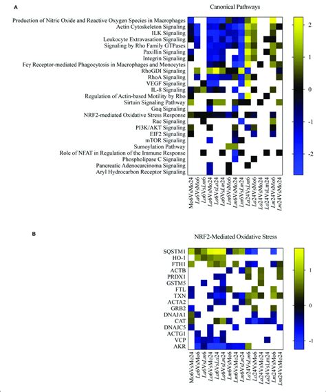 Canonical Pathway Enrichment Analysis A Heatmap Representing