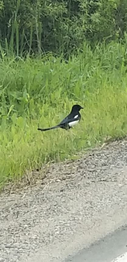 Minnesota Seasons Black Billed Magpie