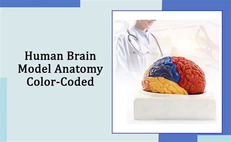 Gd Anatomicals Educational Model Brain Anatomical Model Color Coded