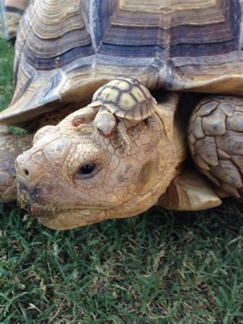 Cute Baby Sulcata Tortoise