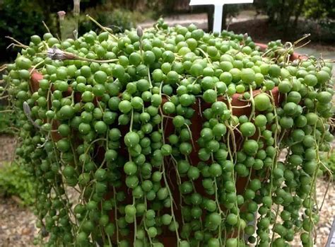 Senecio Rowleyanus Cultivo Cuidados Consejos