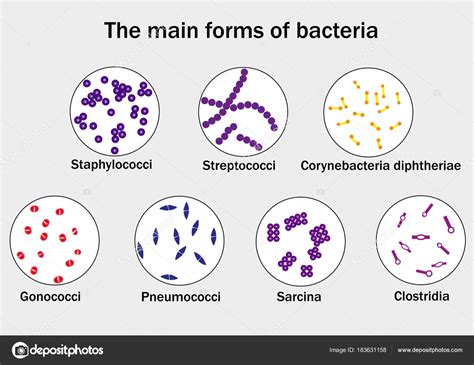 Les Principales Formes Bact Ries Vecteur Par Sandro