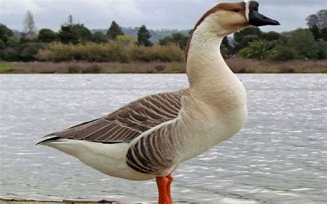 Cách Phân Biệt Con Ngỗng và Con Ngan: Hình Dáng,Màu Sắc,Tập Tính