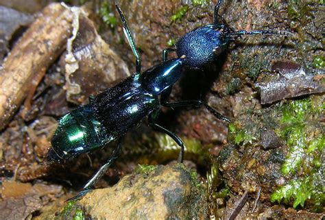 Flickriver: Arthur Anker's photos tagged with staphylinidae