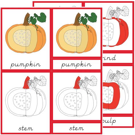 Printable Parts Of A Pumpkin