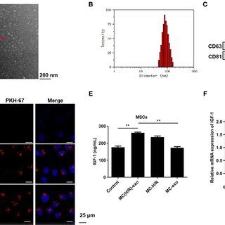 The Exosomal Lncrna Klf As Derived From Damaged Cardiomyocytes