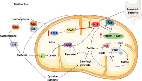 Metabolic Pathways Of Hydrogen Sulfide H2s Production And Catabolism