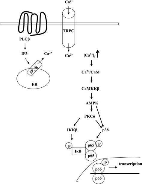 Signaling Pathway Mediating Thrombin Induced Nf B Activation In