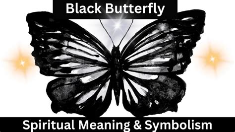 Black Butterfly Meaning What Does It Mean When You See It