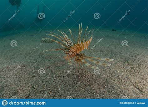 Spectacular Lion Fish In The Red Sea Colorful Fish Eilat Israel Stock