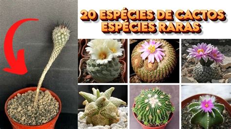 Apresentação De 20 Espécies De Cactos Para Identificação Cactos Raros Youtube