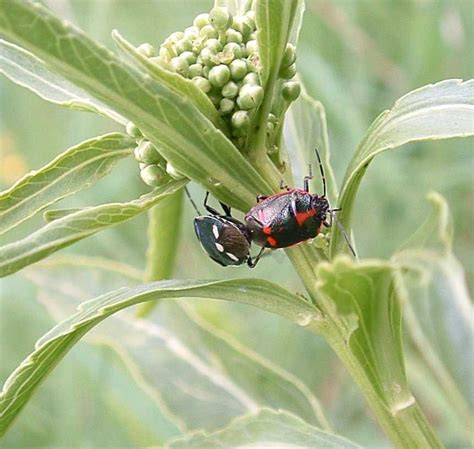 Crucifer Shieldbug - Eurydema oleracea, species information page. Also known as Cabbage or ...