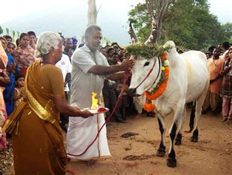 Pongal Festival 2021 The Harvest Festival Celebration In Tamil Nadu