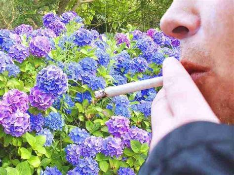 La Nueva Droga Que Crece En Todos Nuestros Jardines Las Hortensias