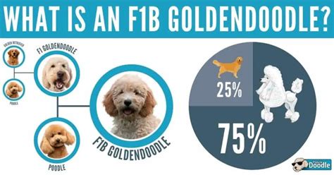 Goldendoodle Generations Explained F1 F1b F1bb F2 F2b 56 Off