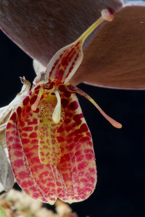 Restrepia Peetersii Wiel Driessen Flickr