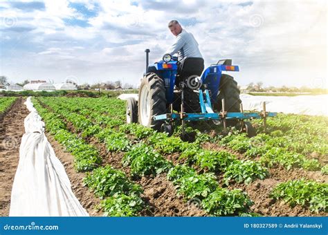 Cultivo Agrícola Cultiva Campo De Batata Jovem Riviera Adubo