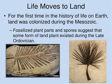 Ppt The Mesozoic Era Powerpoint Presentation Free Download Id2366664