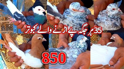 35 Har Jagah Per Udane Wale Kabutar ForSale Pigeons Kabutar Bazi