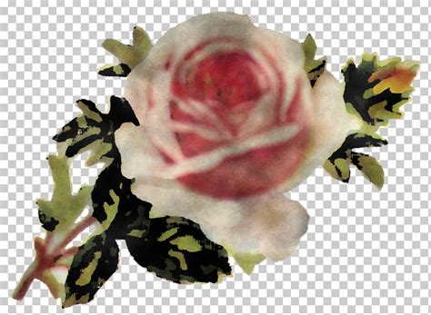 Garden Roses Png Clipart Cut Flowers Floribunda Flower Garden