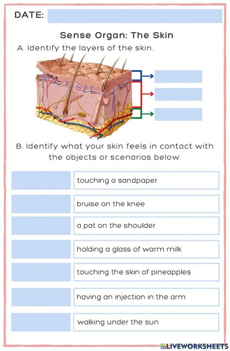 ANSWERS TO BASIC STRUCTURE OF THE SKIN WORKSHEET 1 Worksheets Library