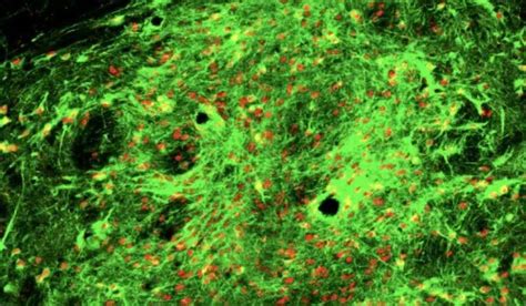 Cell Stem Cell 中科院脑智卓越中心建立跨分化阶段高通量谱系示踪新技术