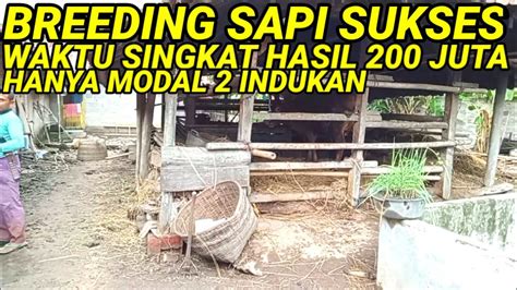 BREEDING SAPI SUKSES TIDAK PAKAI LAMA HASIL 200 JUTA YouTube