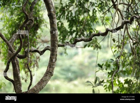 Jungle vines hi-res stock photography and images - Alamy