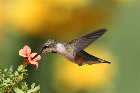 Birds In New York 25 Species Youll See In This State