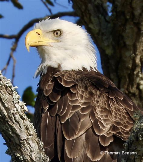 © Bald Eagle Perched. South Carolina by Photographer Thomas Benson ...