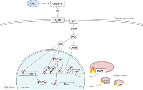 Frontiers Signaling Pathways Regulating Thermogenesis